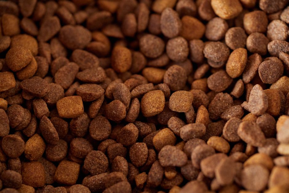 How Much and How Often Should I Feed My Dog?