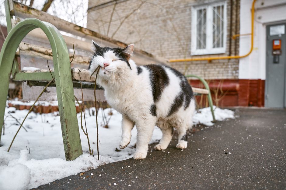 What Changes in an Older Cat Need Veterinary Attention?