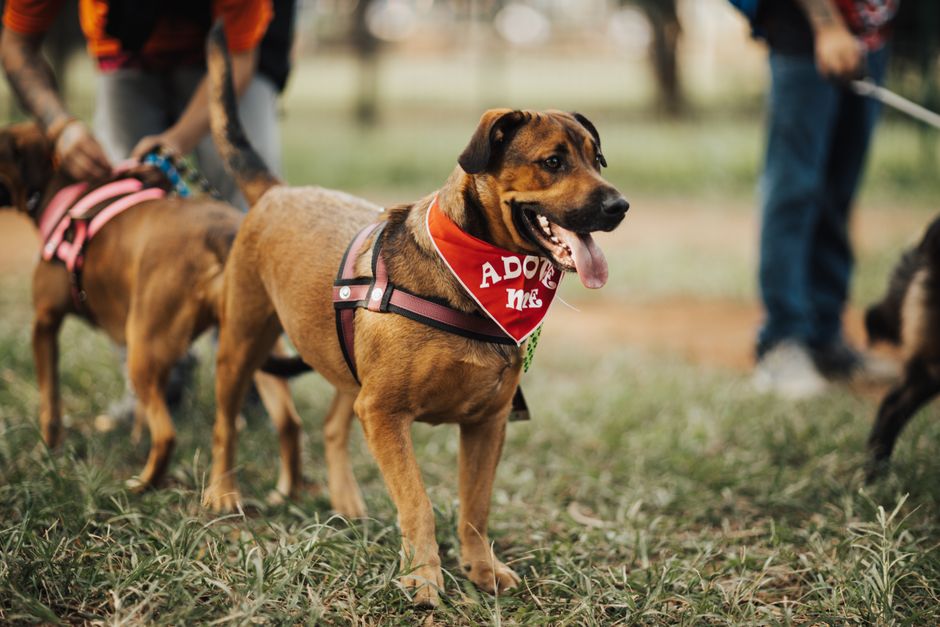 How Should I Prepare to Adopt a Dog From a Local Shelter?